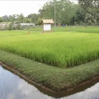 original sound - pat_wat_thai