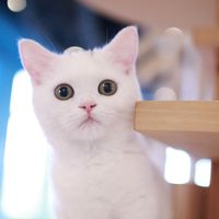 オリジナル楽曲 - 猫カフェぷちまりーおきなわ北谷店