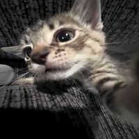 оригинальный звук