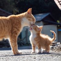 simabossneko_official