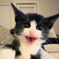 norafify_