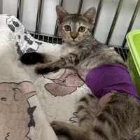 original sound - nant_icha_66