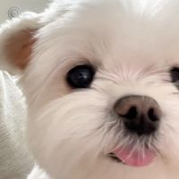 sarang_boki