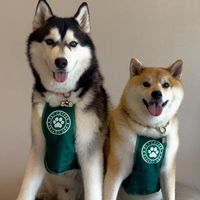 mochigomebrothers