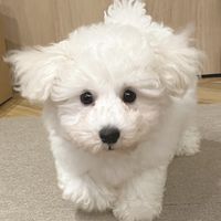bichon_1026