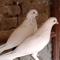 sultan_king85