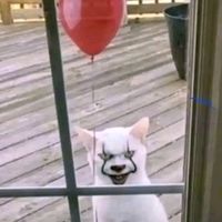 suara asli