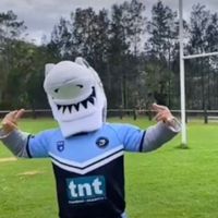 terrigaljuniorsharks
