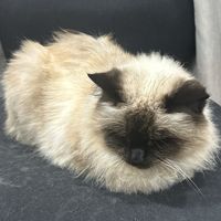 giaonguyen5