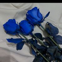 bos_heyat19