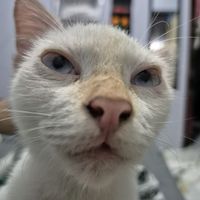 suara asli - erinagrey