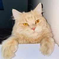 original sound - hope._.meow