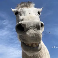 original sound - fz3mohd