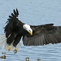 оригинальный звук