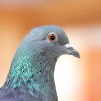 peepermousepigeon