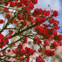 sakuradreams_cherry