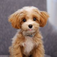 chacha_marupoo