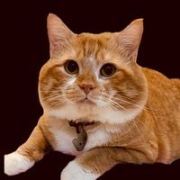 original sound - Maminya Kimchi dan Sachi ✨