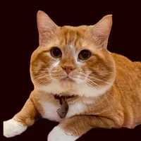 original sound - apreliakala