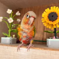 suki95duck