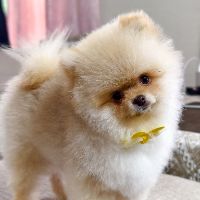 original sound - Cute dogs