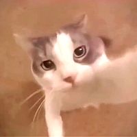 original sound - cat_sweet.kiss