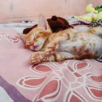 _dulce880