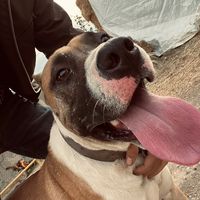 pitbullcasperr