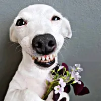 original sound - boy666531163