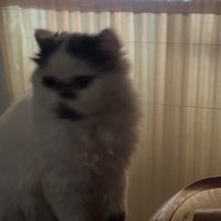 เสียงต้นฉบับ - primmi