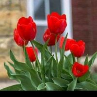 tulips.flower