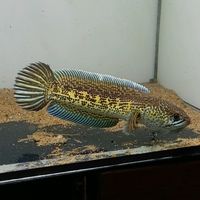 nhạc nền - Thành chana