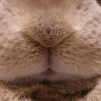 オリジナル楽曲 - としちゃんまんじゅう