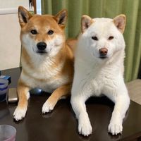 shibasute