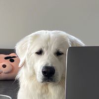 pimsttp