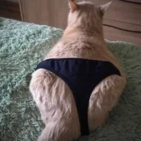 original sound - dyra2347