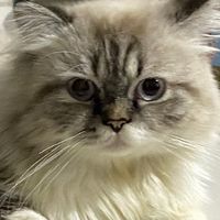 graycatwithwhitestripes