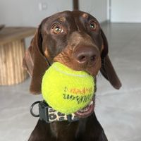 big_dog_spencer