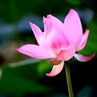 original sound - 💜💜💜