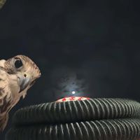 الصوت الأصلي