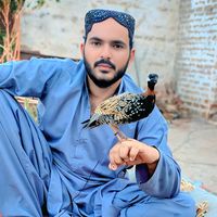 abidniazi154