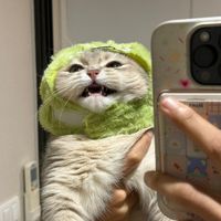 zanimthengaengkhingcats