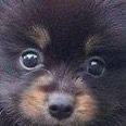 quokka_enfp