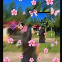 v_i_s_h6