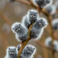 оригінальний звук