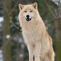 dogsloverpetslover