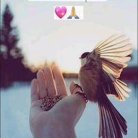sheladze688