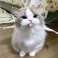 suara asli - Lyric🎧