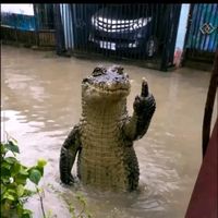 suara asli - Honda SM.Amin Garage