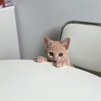 chiffon.meow